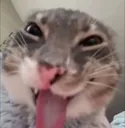 Cat_greedy