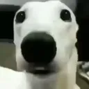 terrified
