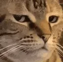 smuggestcat