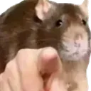 ratpointing