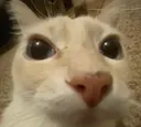 catlook