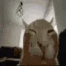 CatExplode