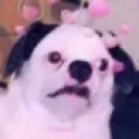 UglyAssDog