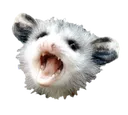 opossum_ree