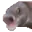 pog_fish