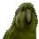 rareparrot