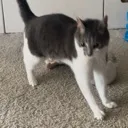 surpriseoreo