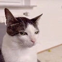 A white and gray cat looking sideways with a squinted, judgmental expression.