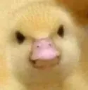 duckangry2