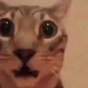 CatShock
