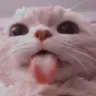 cat_bleh
