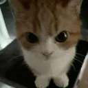 Madcat Madcat