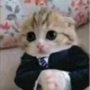businesscat