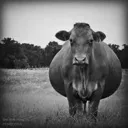 THECOW