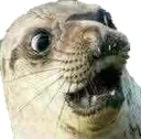 gori6