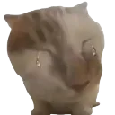 crying_cat