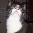 Car_Stare3