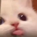catcutetongue