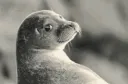 Kool