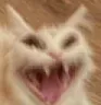 angrycat