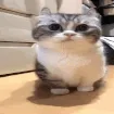 excusemecat excusemecat