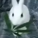 BunnyWeed