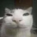 catTHINKS catTHINKS