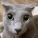 pinterest_cat