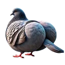 pigeon
