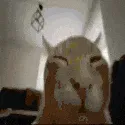 derp