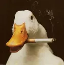 duckers