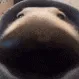 e_dogsniff