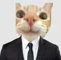 49262kittycat