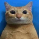 0_cat_okay
