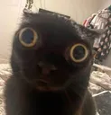 Cat_confused Cat_confused