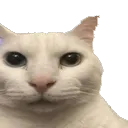 cat_huh cat_huh