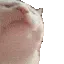 cat_jam