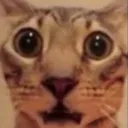 cattoshocked