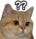 cat_confusion_huh_what Discord emoji