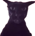cat_larry_evil