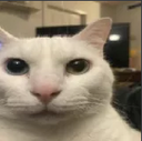 cat_stare_serious Discord emoji