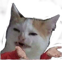 cat_what_wtf Discord emoji