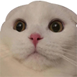 cat_woah Discord emoji