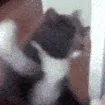 cat_fury_punch