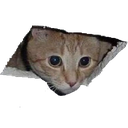 cat_lurking_above Discord emoji