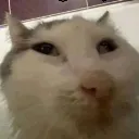 whatthehecc