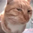 sideeyecat