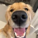 sillydog
