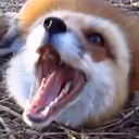 IRLFoxScream
