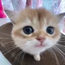 WHATCHADOING
